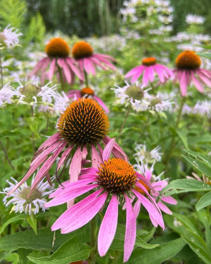 Seed Heads Provide Late-Season Bonus
