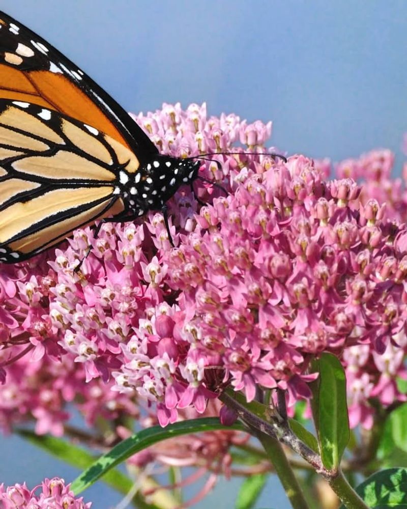Milkweed Attracts More Than Just Monarchs