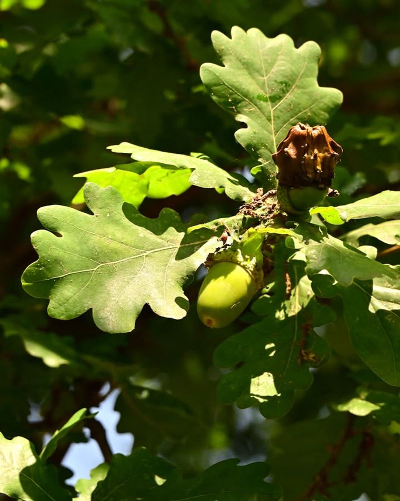 Trees Are Responding to Previous Stress Years
