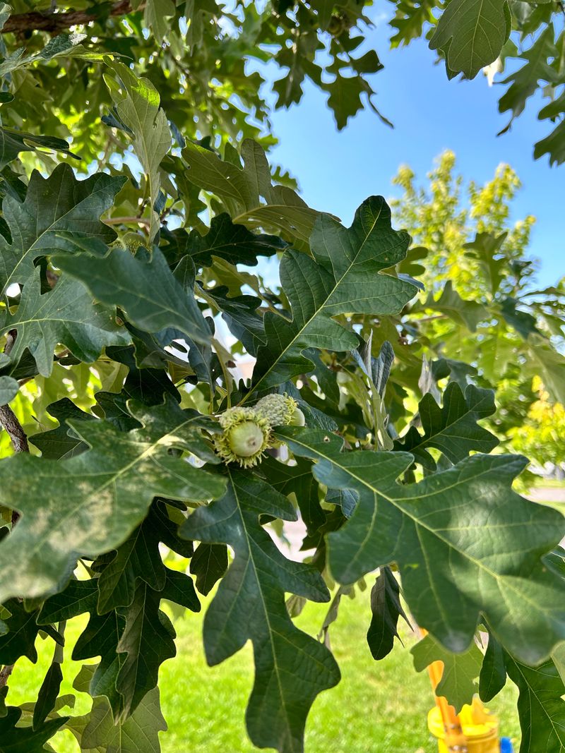 Strong Pollination Winds Spread Pollen Effectively