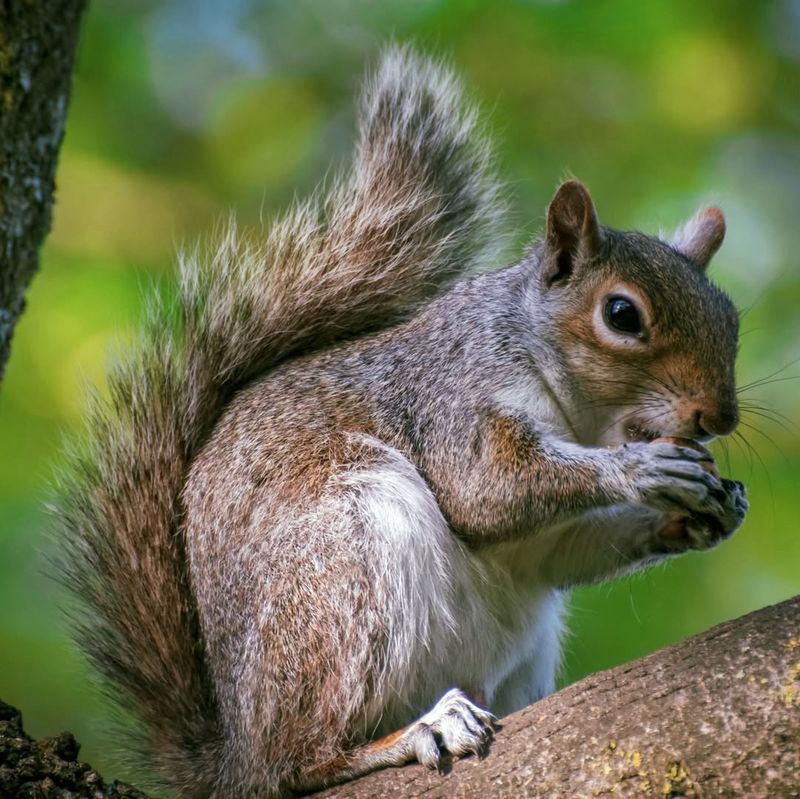 Reduced Predator Activity