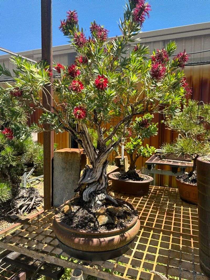 Easy Pruning Keeps Plants Healthy And Shaped