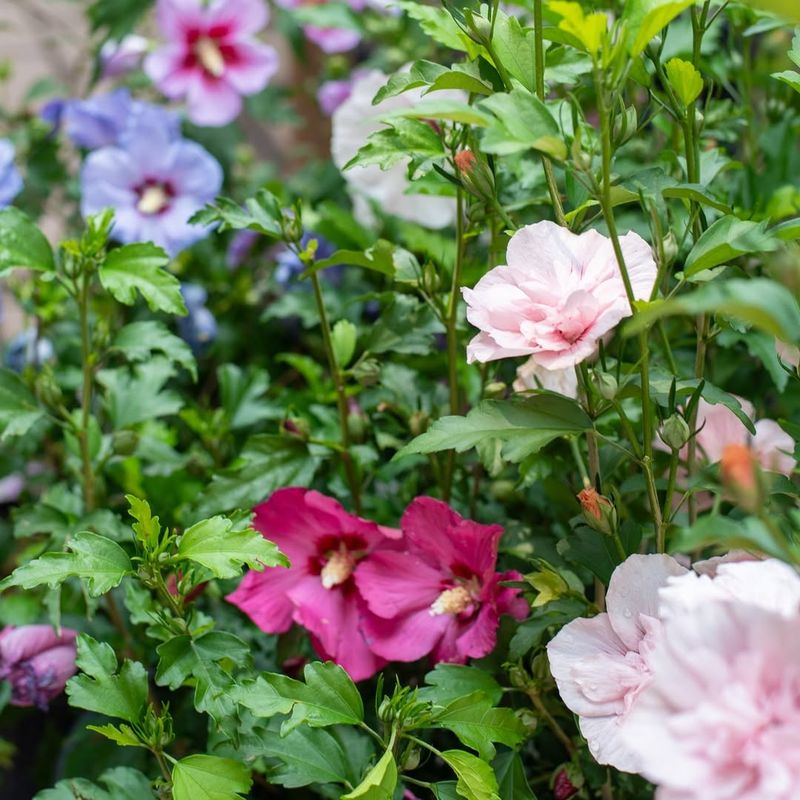 Comes In Multiple Pink Shades And Patterns