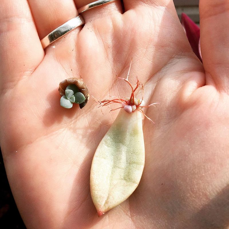 1. Pick Healthy, Plump Leaves From The Base