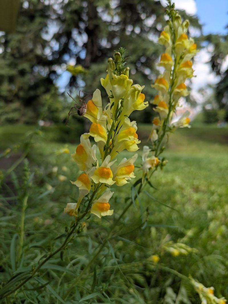 Yellow Toadflax (Butter-and-Eggs)