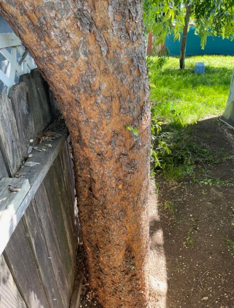 Tree Roots Mess With Your Foundation