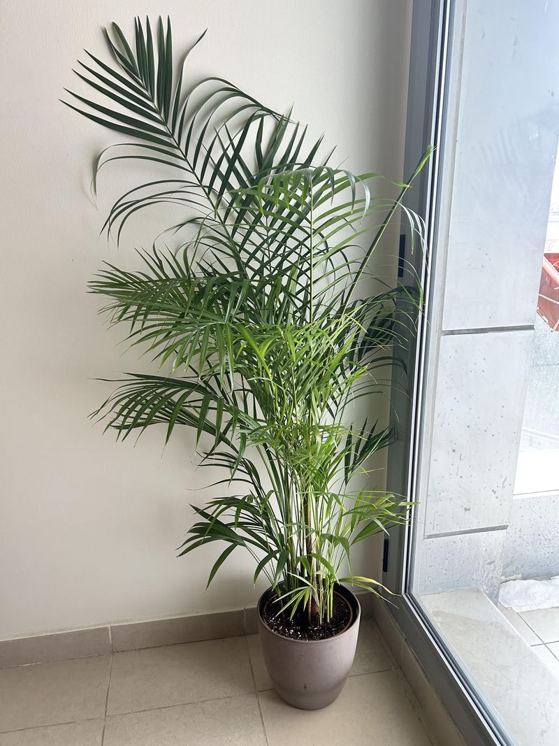 Easy Care For Busy People