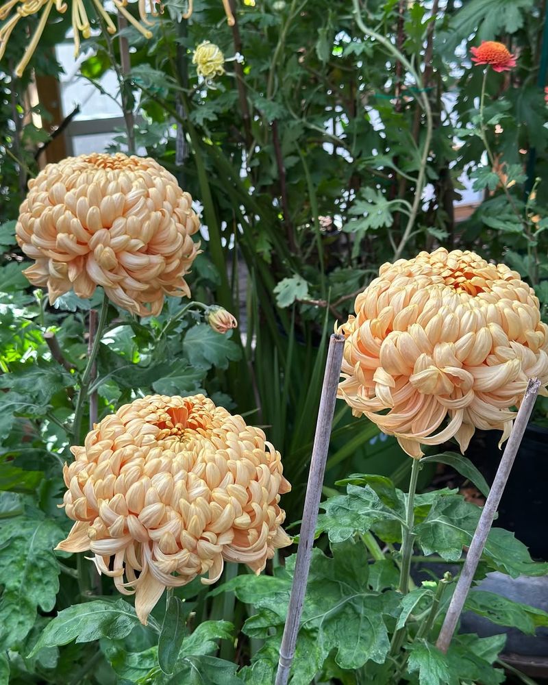 Chrysanthemum