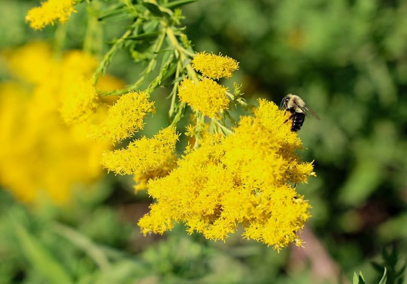 Goldenrod Thrives In Poor Soil Conditions