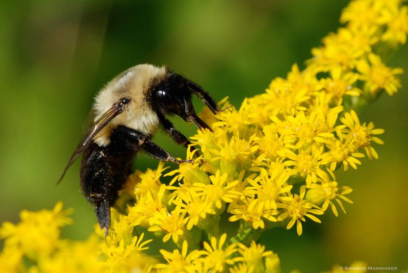 Goldenrod Supports More Than Just Honeybees