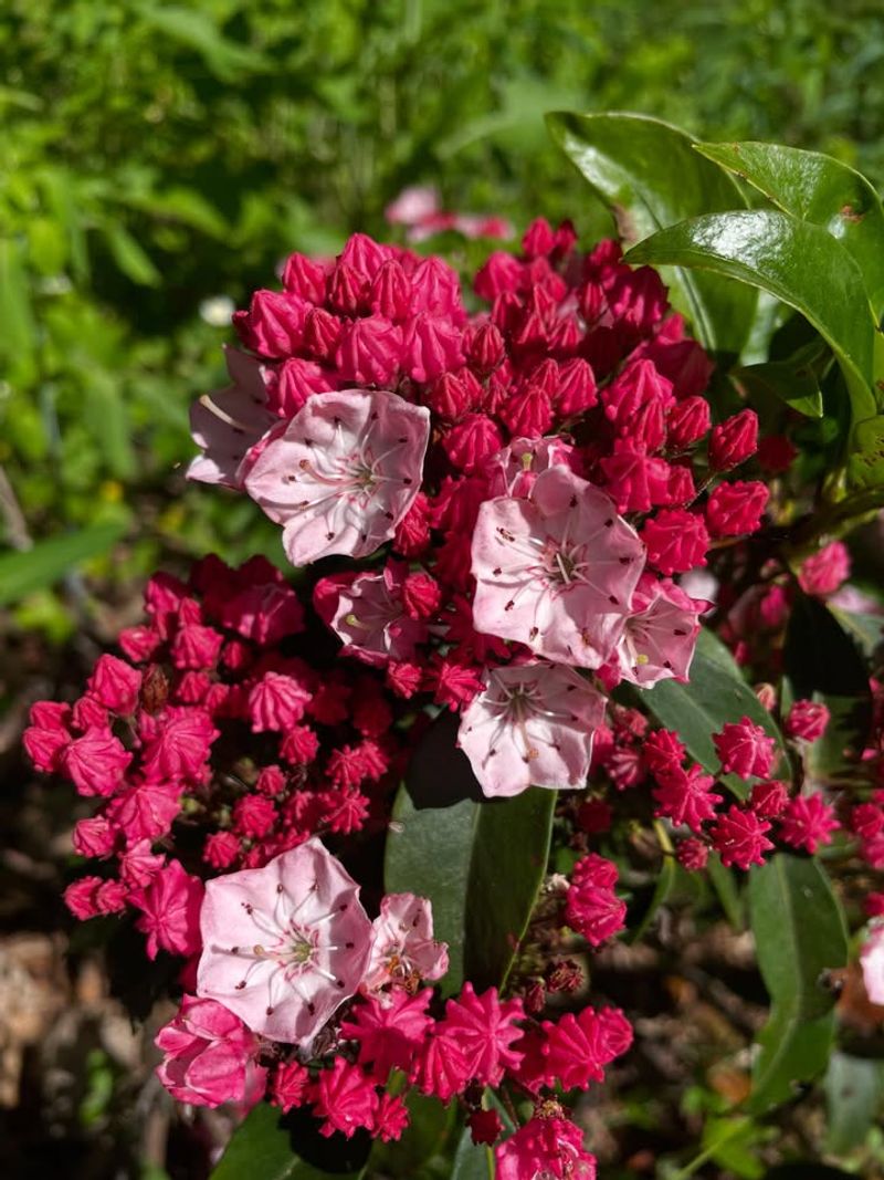 Spectacular Spring Blooming Season