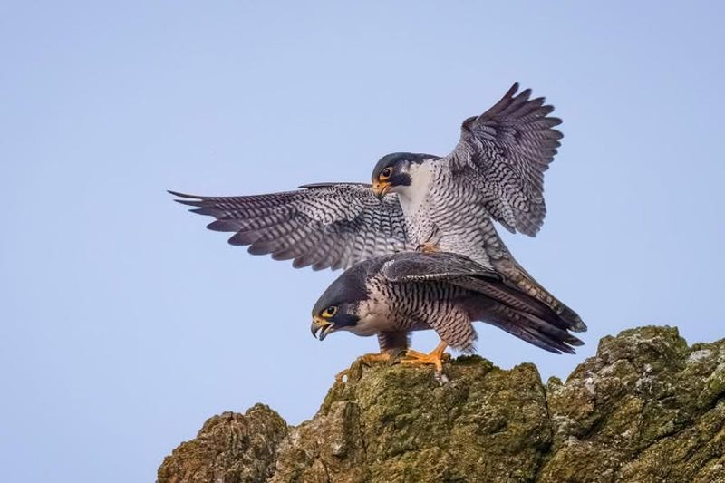 Peregrine Falcons