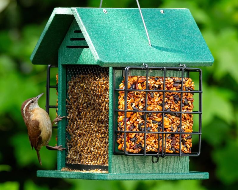 Suet Feeders Packed With Energy