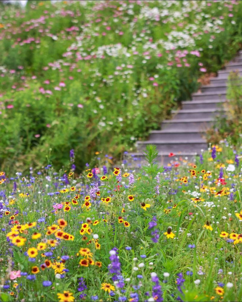 Wildflower Meadows Create Year-Round Color