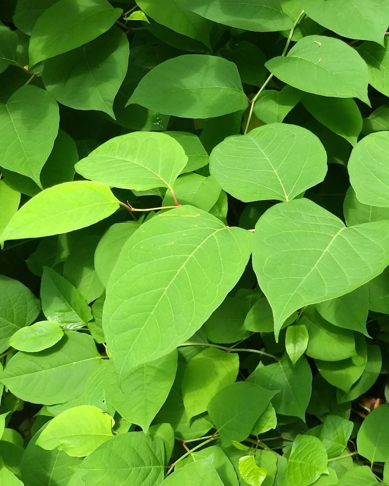 Removal Requires Years Of Persistent Effort