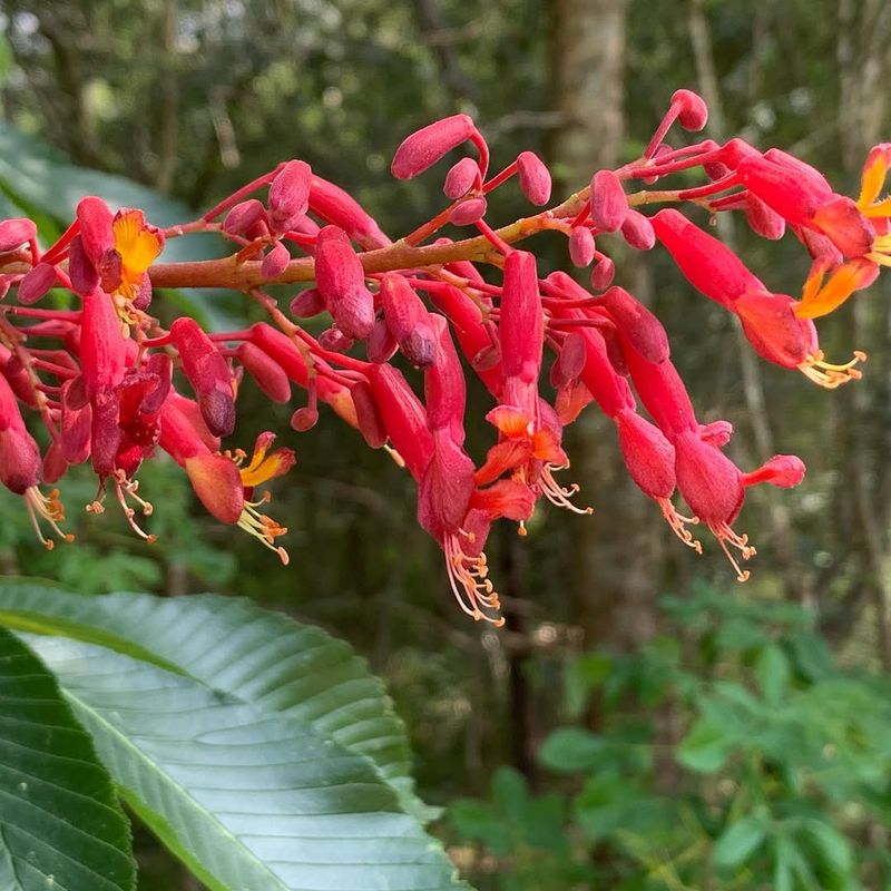 Brilliant Red Flowers Appear Before Most Plants Wake Up