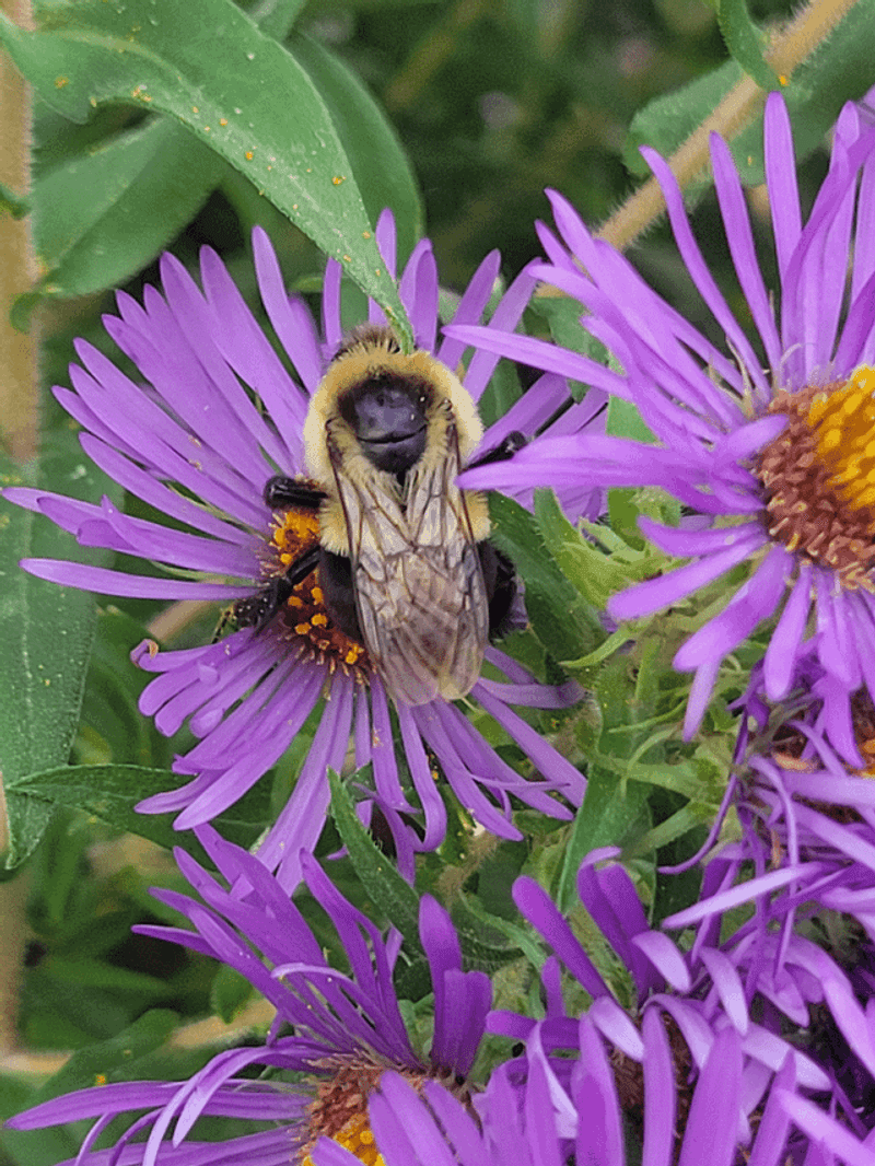 Late-Season Bloomer When Bees Need Help Most