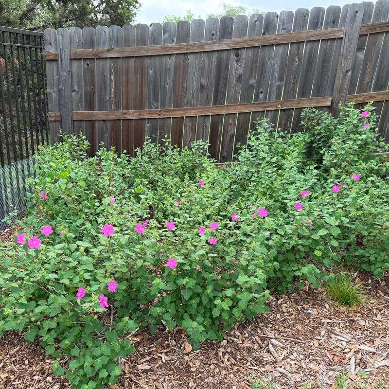 Heat-Loving Performance