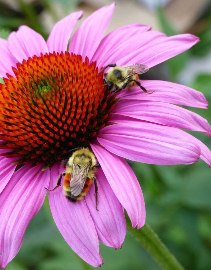 Pesticide-Free Petals Keep Bees Safe