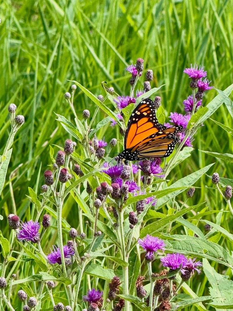 Flower Structure Provides Easy Landing Platforms
