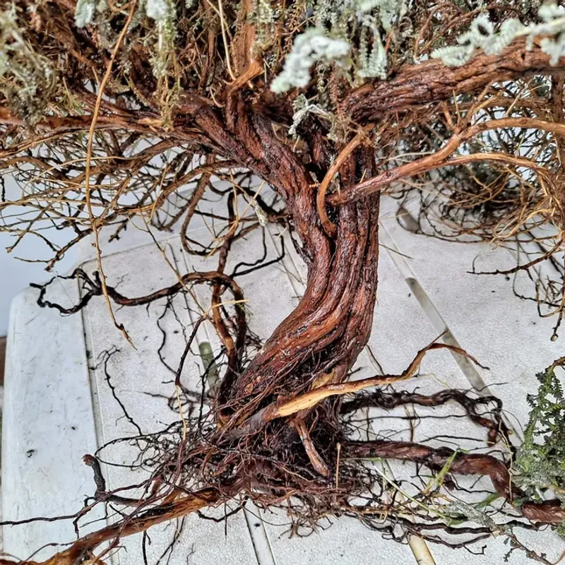 The Plant Spreads Through Underground Roots And Runners