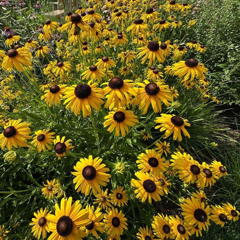 Clustering Growth Pattern Creates Efficient Foraging