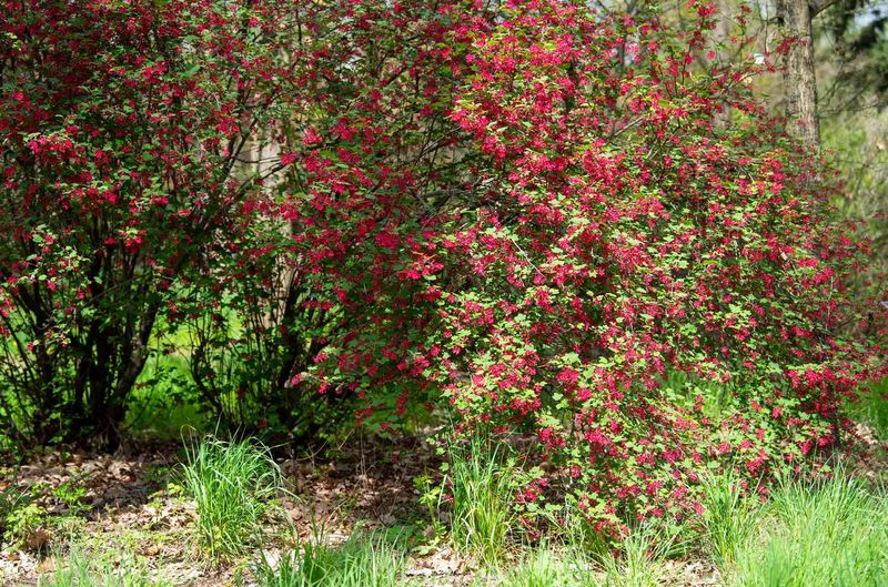 Drought Tolerance After Establishment