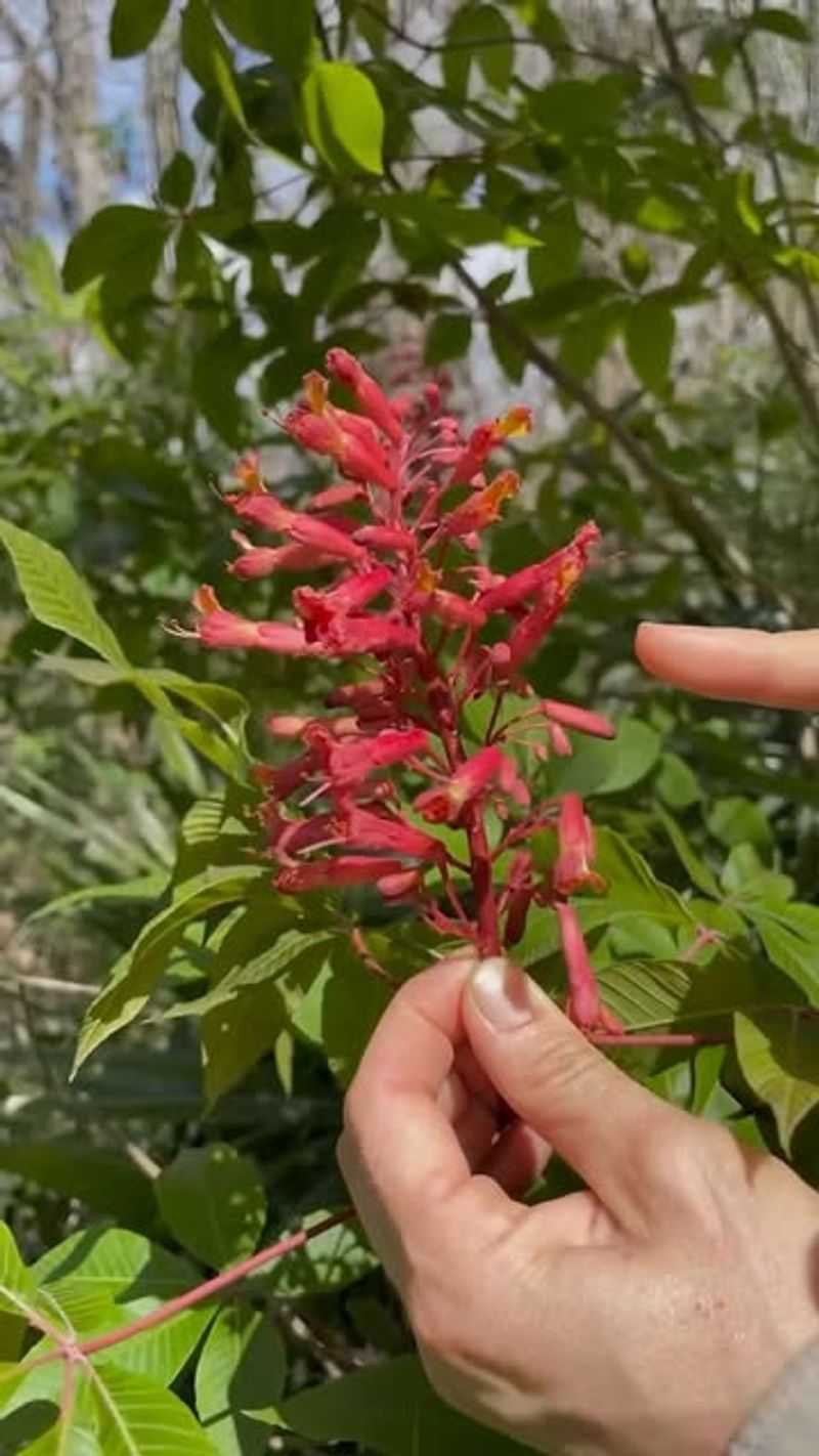 Hummingbird Magnet for Your Backyard
