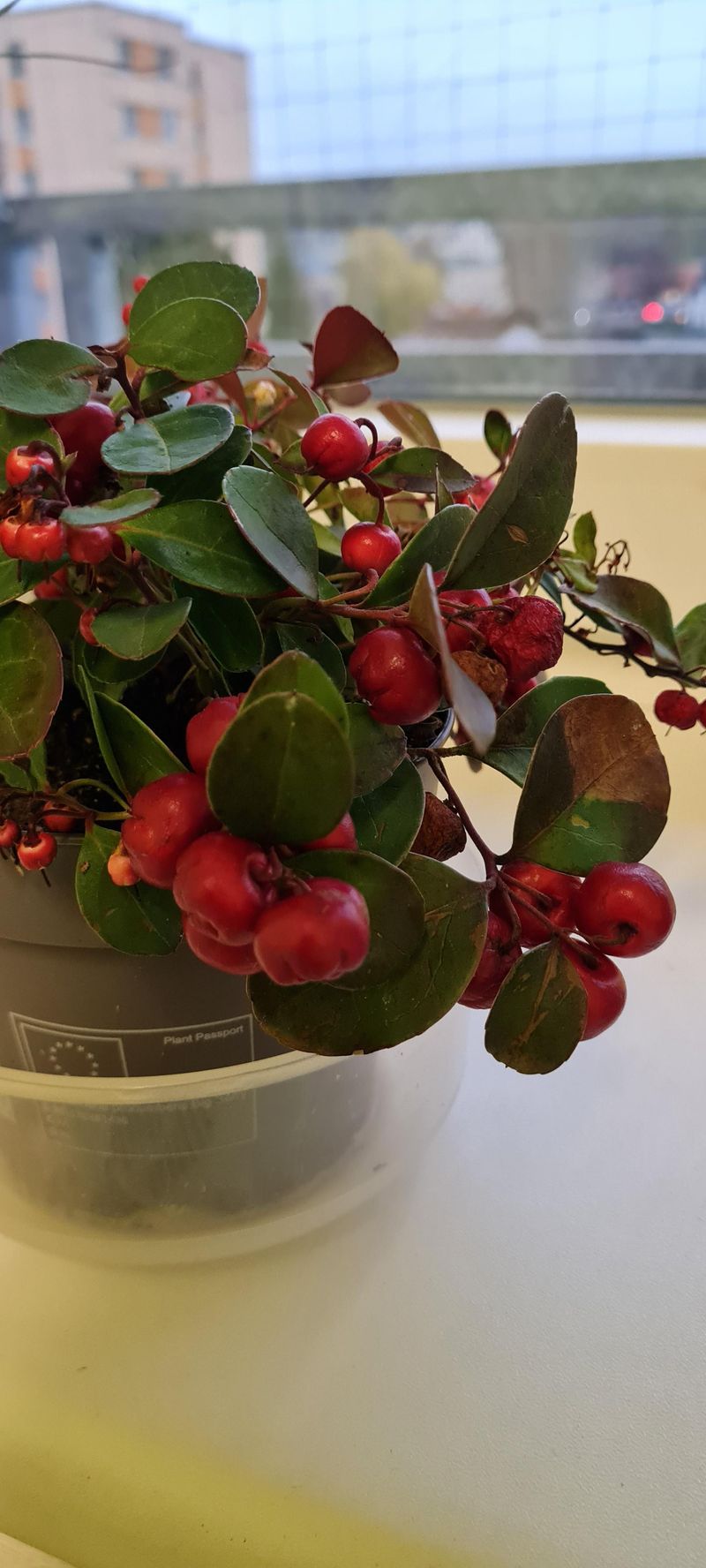 Surprisingly Easy to Grow and Maintain