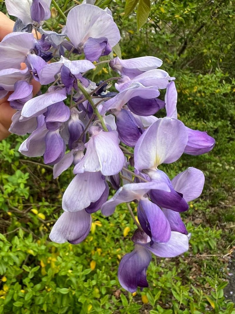 Identifying Asian Species Versus American Wisteria Matters