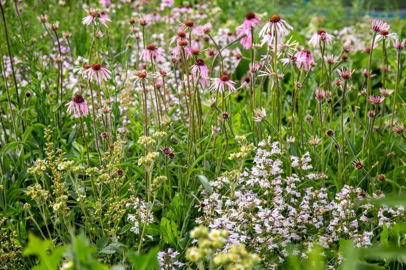 You Can Say Goodbye to Weekly Mowing Forever