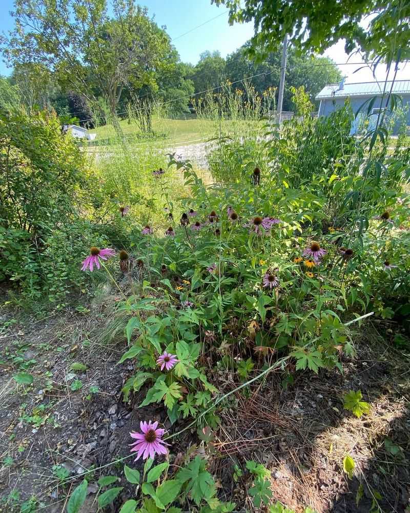 Rain Gardens Filter Pollutants Before They Reach Waterways
