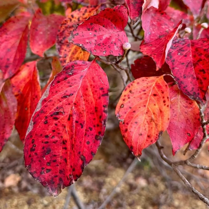 Colorful Foliage Signals Food Availability