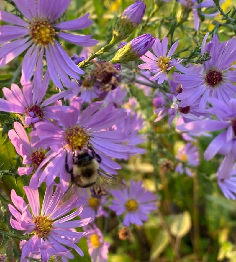 Purple-Blue Flowers Bees Love