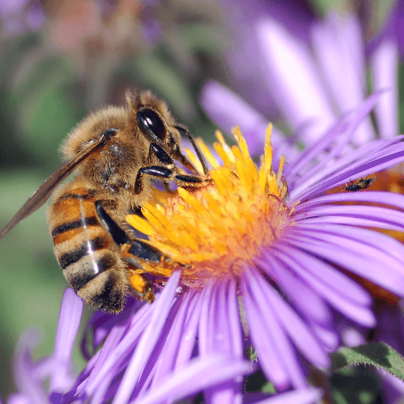 Bees Can't Resist The Nectar-Rich Blooms