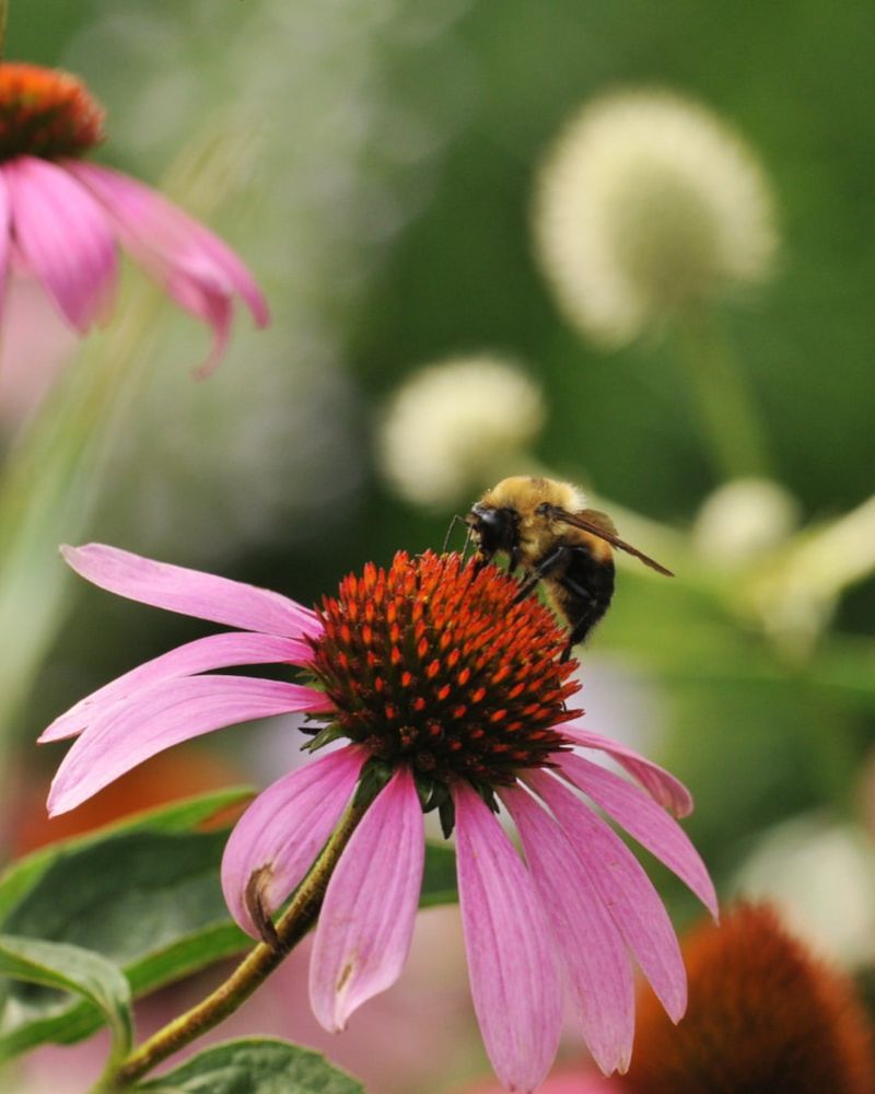 A Pollinator Paradise For Bees And Butterflies