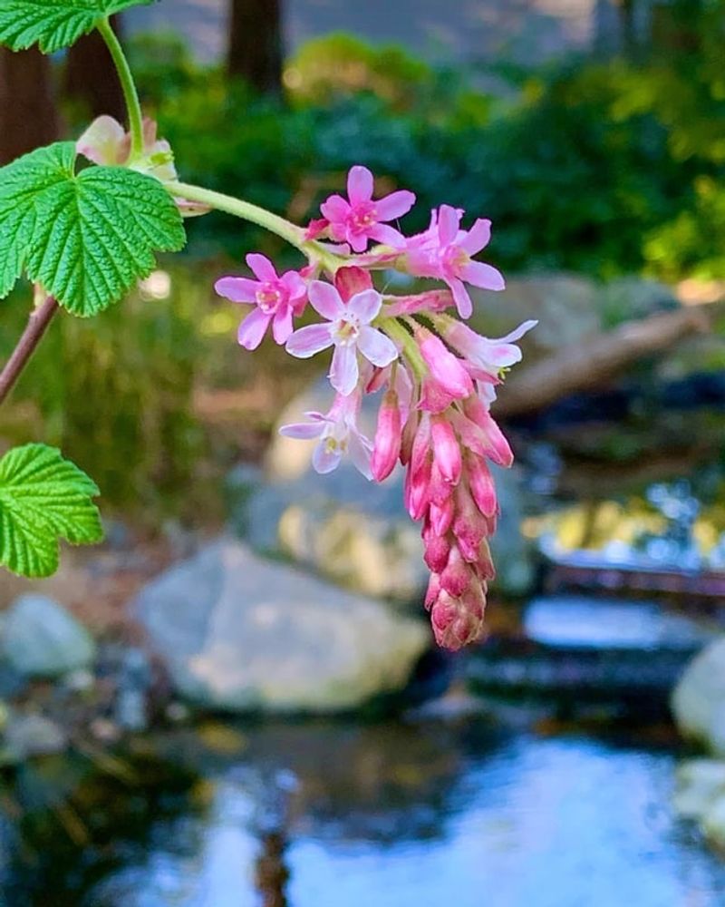 Hummingbirds Cannot Resist The Blooms