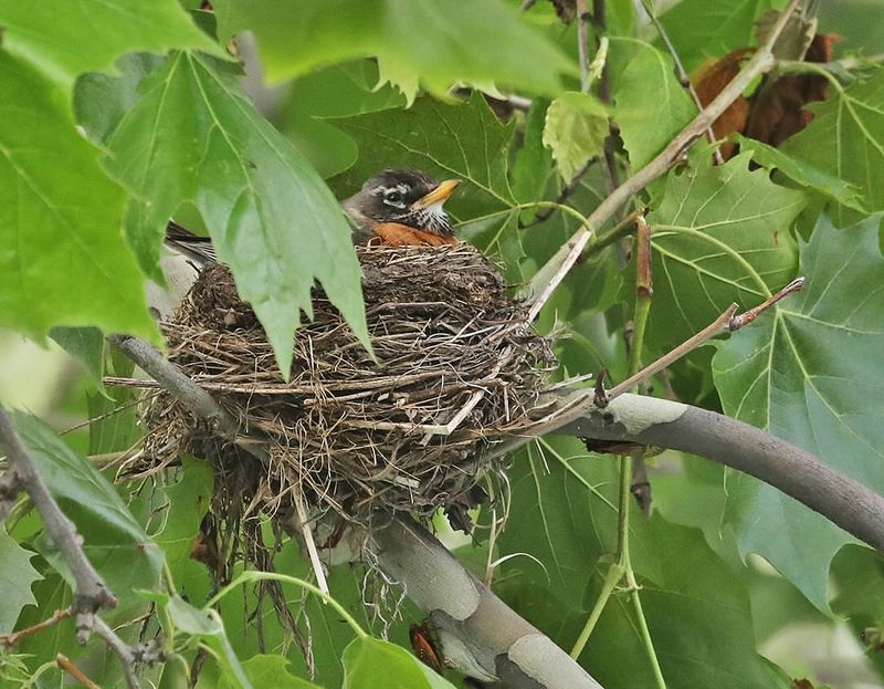 Dense Branches Offer Safe Nesting Locations