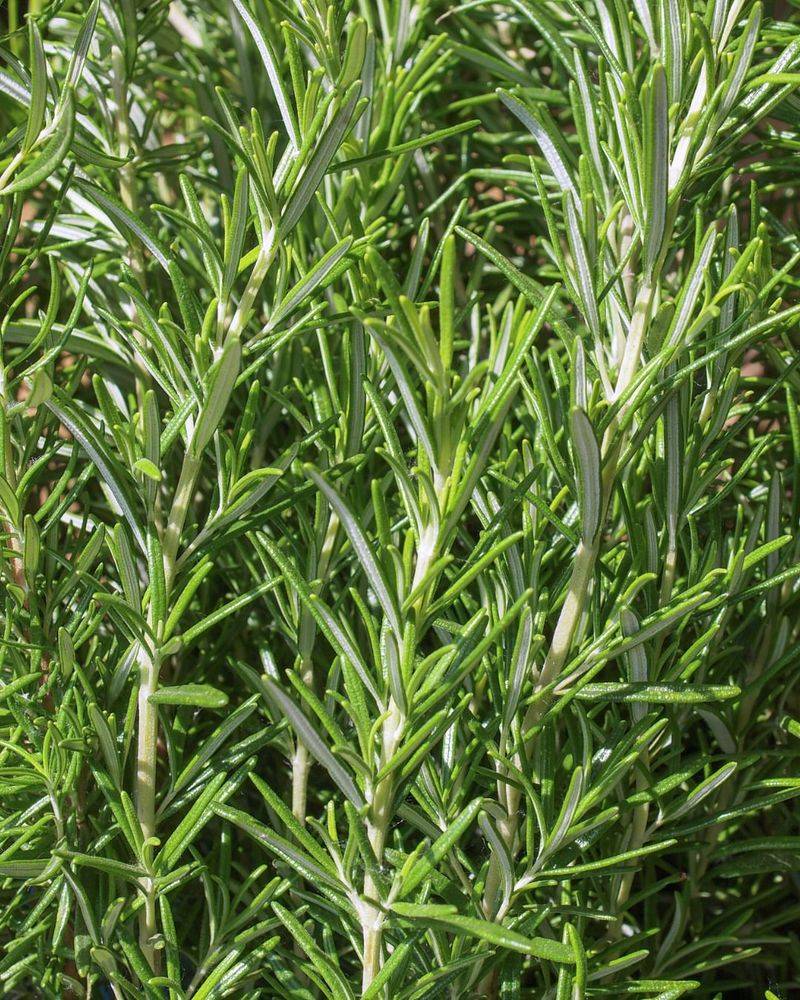 Cooking Ingredient Always Within Reach