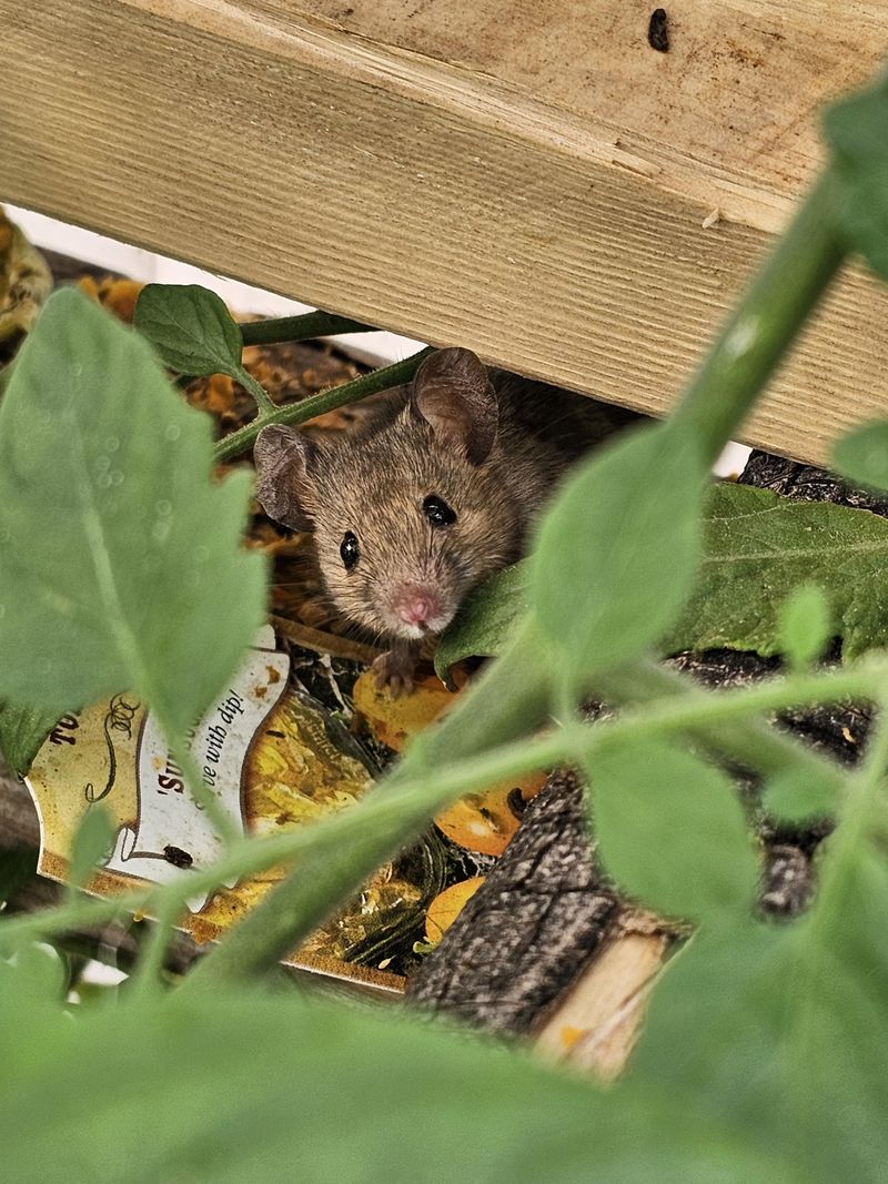 Strong Smell Rodents Can't Stand