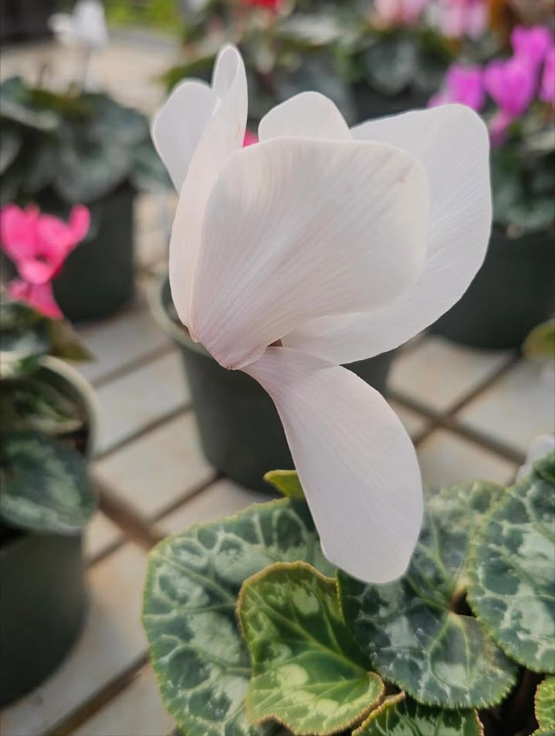 Higher Humidity Levels Keep Blooms Fresh