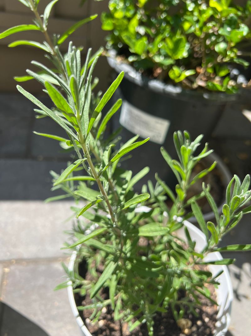 Stress Relief And Mood Lifter