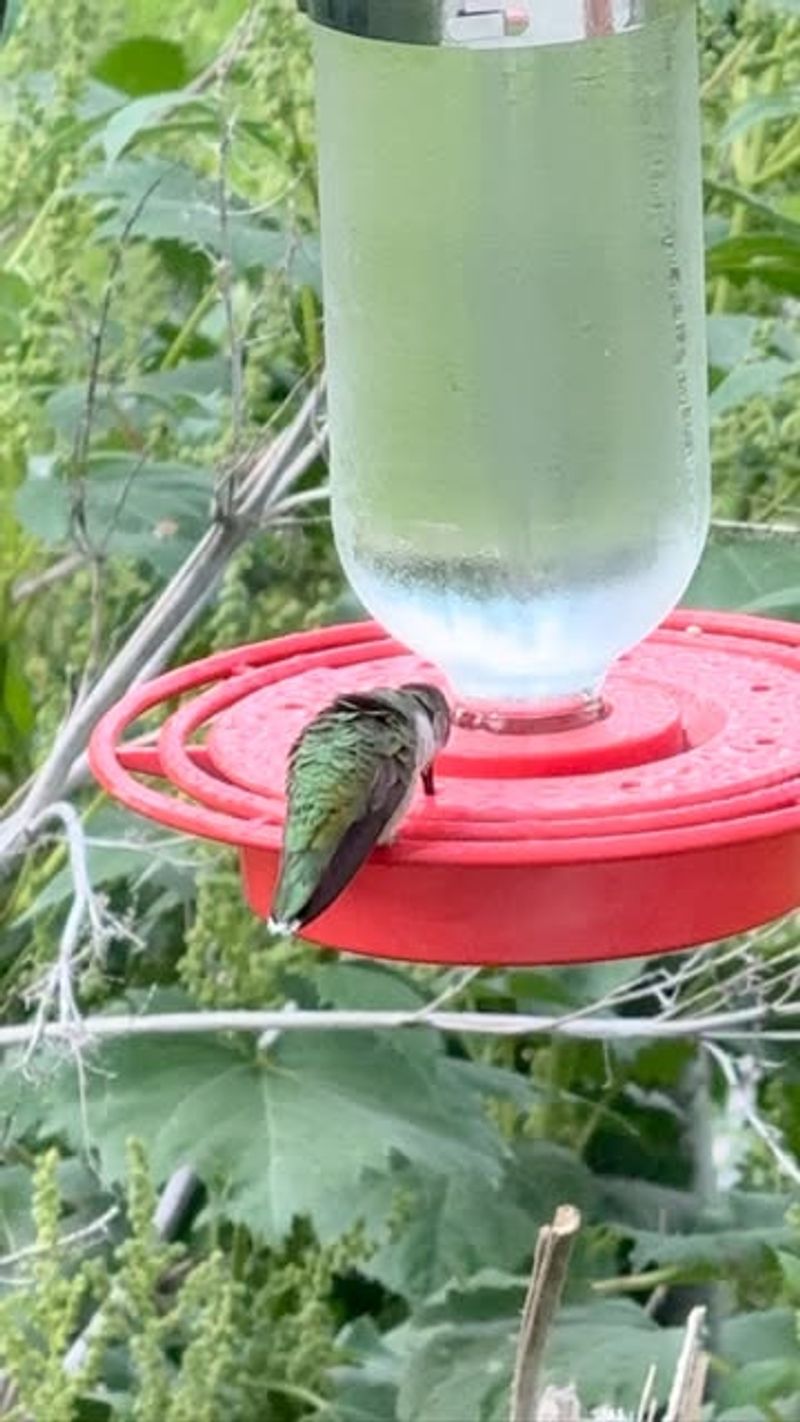 Spring Setup Requires Early Preparation