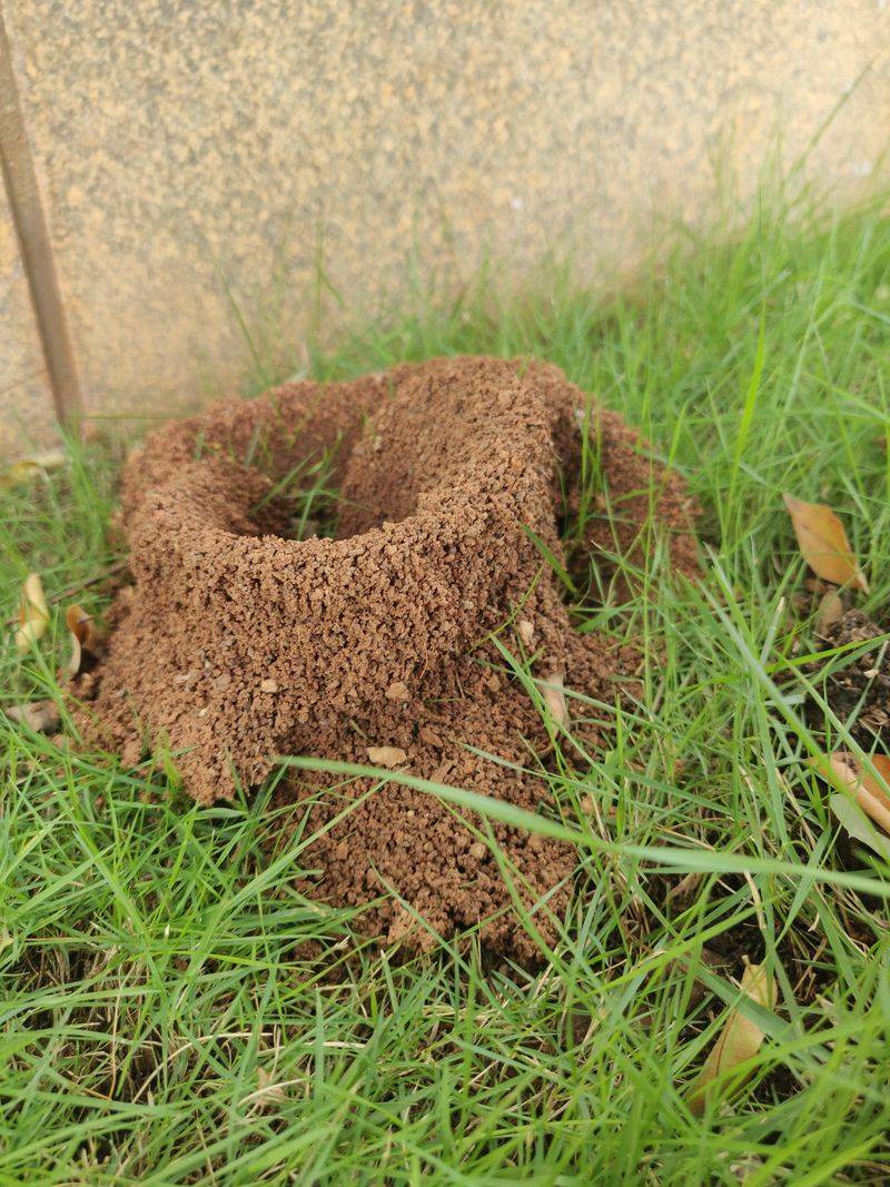 Ant Deterrent That Works