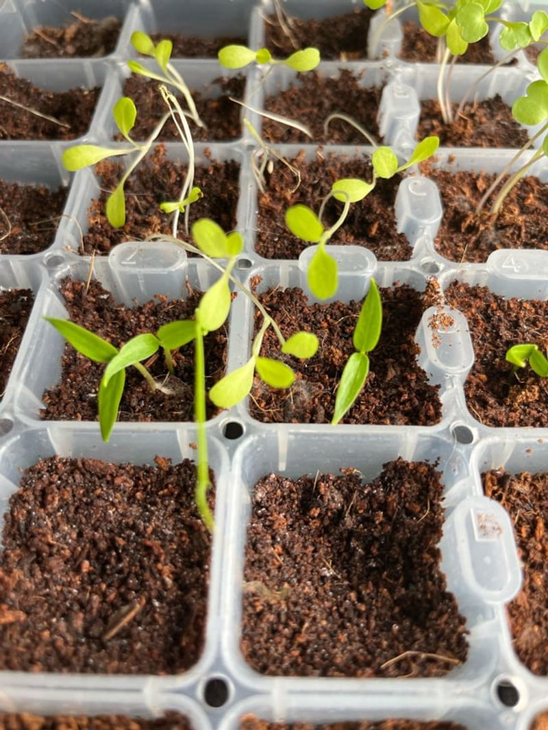 Seed Starting Success