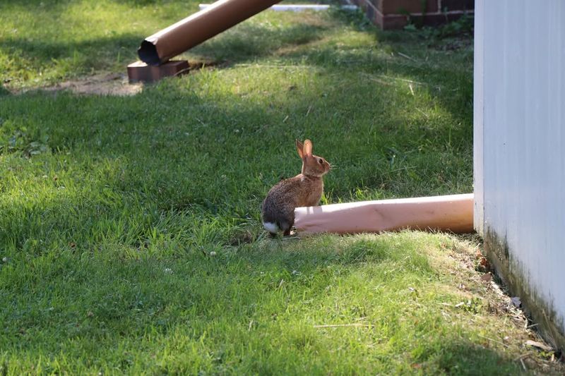 Free Entertainment For The Whole Family