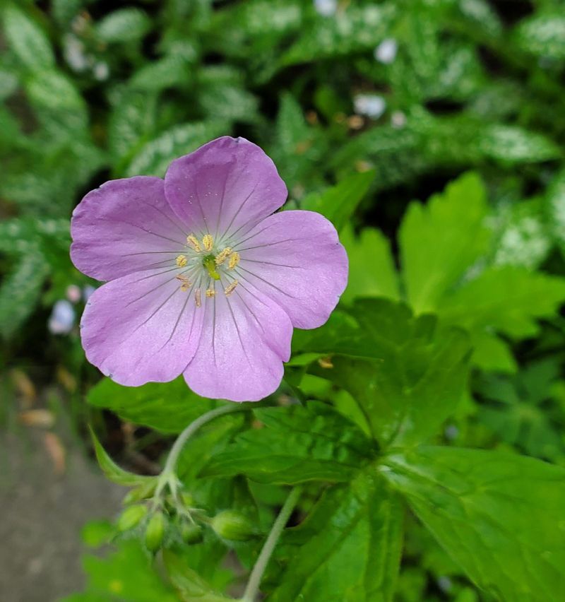 Thrives In Michigan's Climate