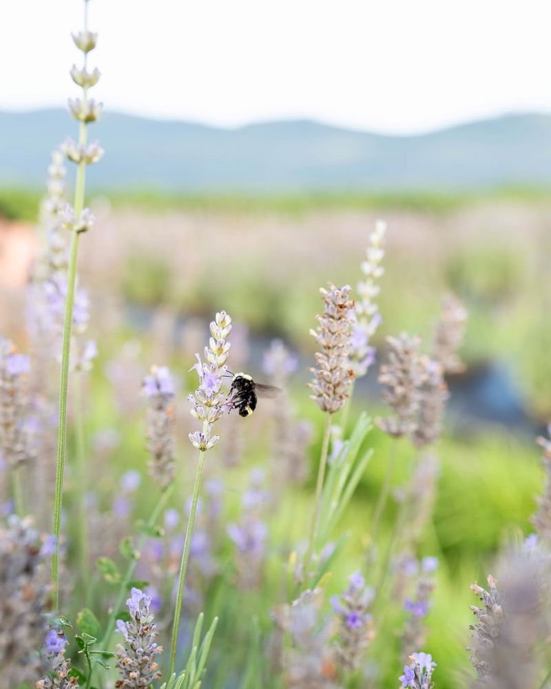 Attracts Butterflies and Bees