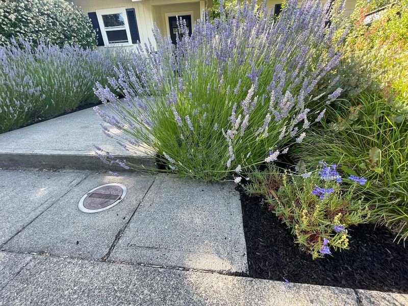 Low Maintenance Requirements