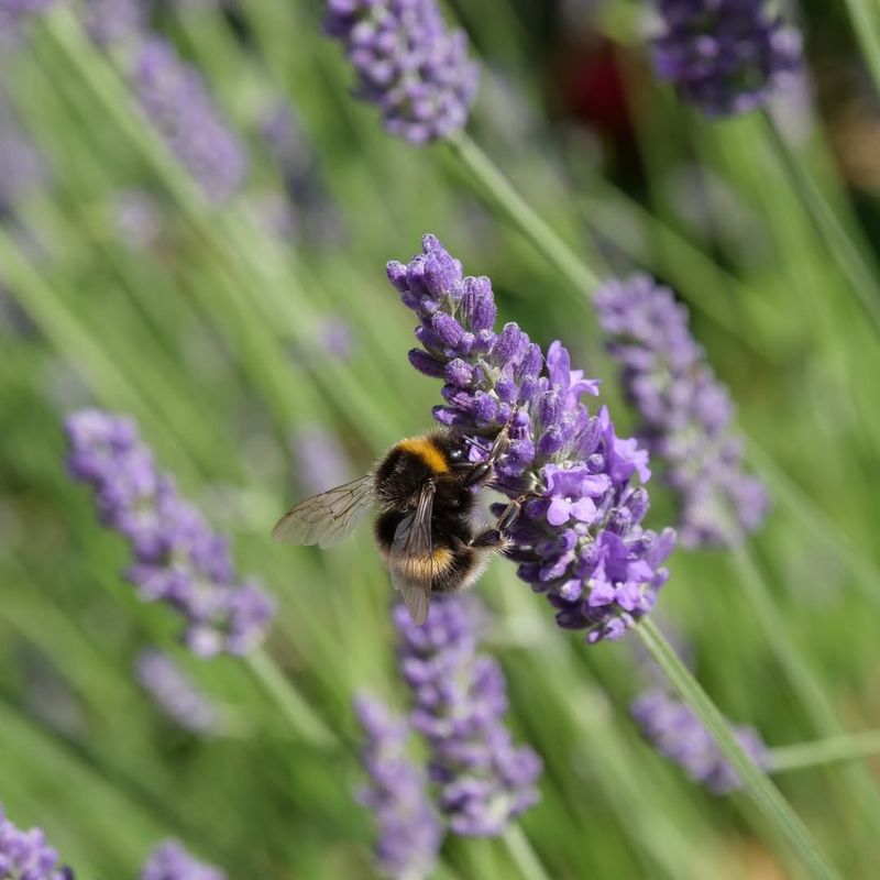 Attracts Beneficial Pollinators